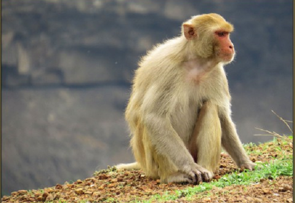 Bà Thanh cho biết, 2 cá thể khỉ do một người thân cho và được bà nuôi từ năm 2006 đến nay, còn cá thể diều hâu tự bay đến gia đình được một thời gian.