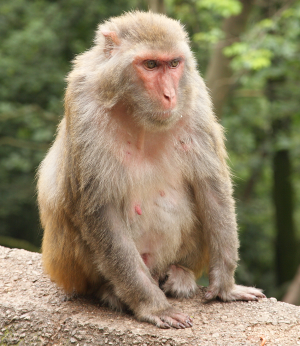 Ở Việt Nam, khỉ vàng còn có các tên khác: khỉ đỏ đít, khỉ đàn (tiếng Việt), Tu lình, Tăng kè (tiếng Tày), Bộc (tiếng Mường), Tu lình đeng (tiếng Thái), Lia pả tra (tiếng Mông).