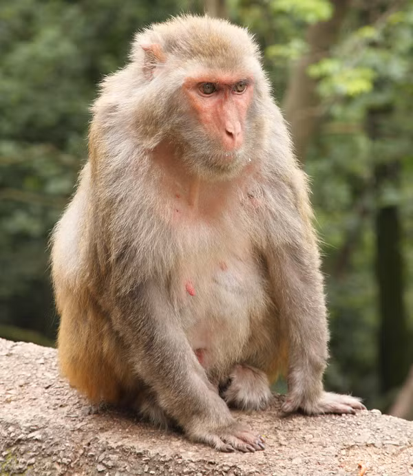 Ở Việt Nam, khỉ vàng còn có các tên khác: khỉ đỏ đít, khỉ đàn (tiếng Việt), Tu lình, Tăng kè (tiếng Tày), Bộc (tiếng Mường), Tu lình đeng (tiếng Thái), Lia pả tra (tiếng Mông).