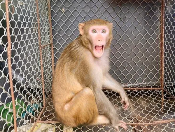Khỉ vàng có tên khoa học Macaca mulatta, là loài động vật rừng nguy cấp, quý, hiếm thuộc nhóm IIB.