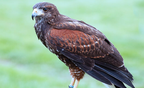 Diều hâu là loài chim có tốc độ bay nhanh, có thể đạt tốc độ lao xuống 320km/h. Ở nhiều vùng nông thôn, diều hâu được coi là “chúa tể” của bầu trời. Ít loài chim nào có thể sánh được với diều hâu về sự nhanh nhẹn và tinh ranh.