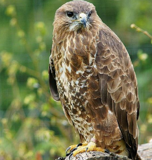 Diều hâu được coi là một trong những loài chim thông minh nhất theo phương pháp đo IQ của chim chóc theo sự sáng tạo của chúng trong thói quen ăn uống.
