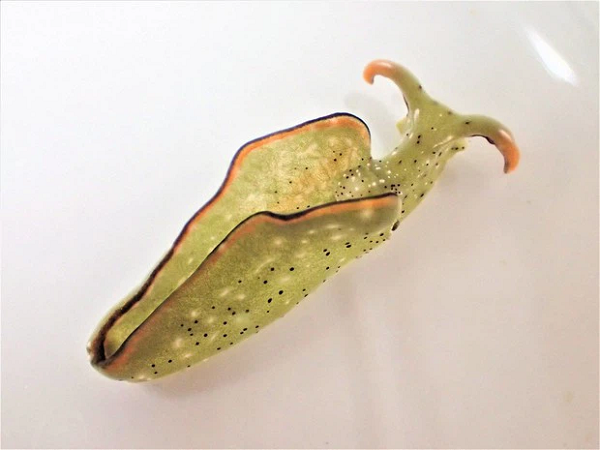 Chỉ sau đó vài tiếng đồng hồ, đầu của những con sên bắt đầu bò đi kiếm ăn trở lại. Vết thương quanh cổ chúng sẽ lành trong vài ngày. Đến một tuần sau, thân của con sên sẽ mọc ra và trái tim được tái tạo.