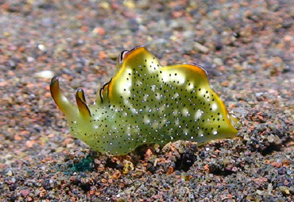 Các nhà khoa học cho rằng, sên biển ăn tảo, nhưng chúng không chỉ tiêu hóa tảo mà còn hấp thụ lục lạp của chúng vào người mình. Điều này cho phép sên có thể quang hợp để lấy năng lượng từ ánh sáng Mặt Trời và sống sót qua khoảng thời gian không có cơ quan tiêu hóa.