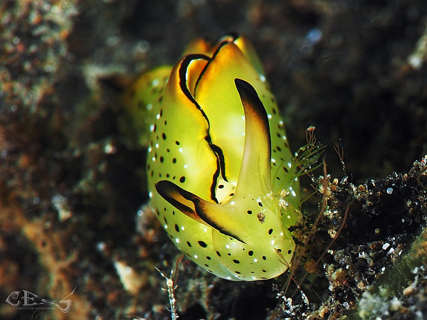 Nguyên nhân kích hoạt quá trình tự cắt bỏ của sên biển vẫn chưa được biết. Tuy nhiên, giáo sư Yusa phát hiện tất cả những con sên biển tự chặt đầu đều bị nhiễm ký sinh trùng. Khi chúng mọc lại cơ thể, toàn bộ ký sinh trùng đã được làm sạch.