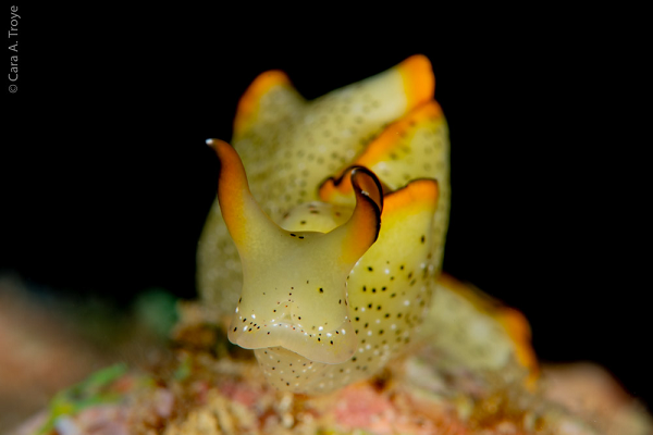 Tuy nhiên, những con sên đã quá già, chúng không còn khả năng phục hồi lại. Sau khi phần thân bị rụng đi, những con sên già tiếp tục bò xung quanh nhưng không ăn gì. Chúng sẽ chết sau khoảng 10 ngày.
