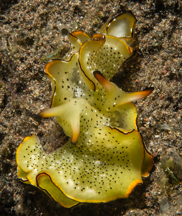 Để khẳng định sên biển không làm vậy để trốn tránh kẻ ăn thịt giống thằn lằn, giáo sư Yusa đã thả chúng vào môi trường chứa động vật săn mồi. Không có con sên biển nào tự cắt đầu mình trong toàn bộ thời gian ấy.