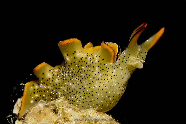 Trong khi đó, toàn bộ phần thân của cả sên non và sên gia sẽ chết trong vài tháng. Nhưng chúng vẫn có thể di chuyển trong khoảng thời gian đó, tim của chúng vẫn đập cho đến khi cơ thể bắt đầu bị phân hủy và thối rữa.