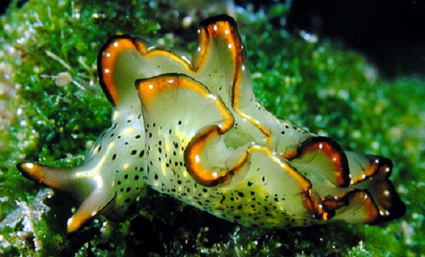 Một số cá thể E. atroviridis trong tự nhiên chỉ có ký sinh trên một số bộ phận của cơ thể. Chúng được cho là đã tự tiêu hóa các bộ phận cơ thể này rồi mọc lại. Ký sinh trùng được thải ra ngoài như phân mà không cần phải cắt đi toàn bộ cơ thể.