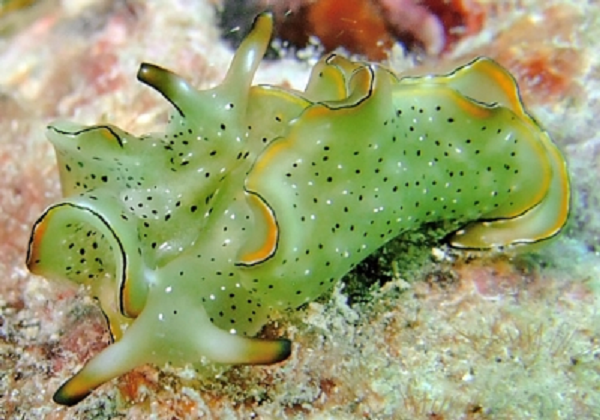 Trong thế giới động vật, khả năng tái tạo lại một cơ thể hoàn chỉnh không chỉ có ở nhóm sên biển sacoglossan. Một số loài sứa cũng có khả năng tương tự, nhưng quá trình ấy diễn ra sau khi sứa bị thương.