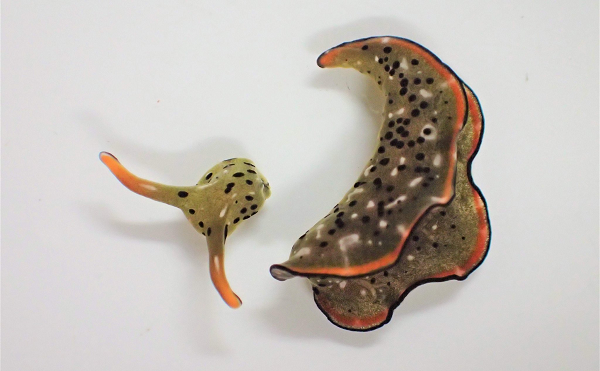 Sacoglossan còn có tên gọi khác là sên biển hút nhựa cây, có thể tìm thấy trên toàn thế giới ở các đại dương nhiệt đới và ôn đới, nhưng hầu hết các loài sống ở trung tâm Thái Bình Dương.