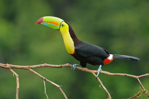 Chim Ramphastos sulfuratus có nguồn gốc từ Belize – một quốc gia ở Trung Mỹ. Chúng được biết đến nhờ cái mỏ đầy màu sắc và khả năng giữ bình tĩnh của mình. Ngay cả khi những cơn bão dữ dội ập tới, chúng cũng không hề sợ hãi mà còn yên lặng chờ đợi cho đến khi nó qua đi
