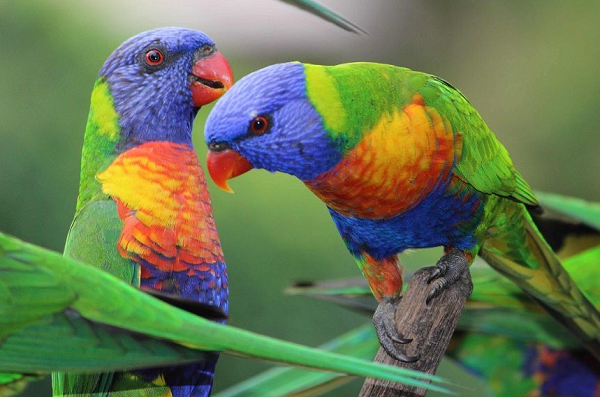 Vẹt Trichoglossus haematodus sở hữu bộ lông sặc sỡ như tranh vẽ. Chúng hích bay dạo quanh trong khu rừng nhiệt đới, rừng gỗ và ven biển. Vẹt cũng có lúc “say rượu” giống như người vì khẩu phần ăn của chúng là các loại mật hoa đã được lên men từ nhiều tháng.