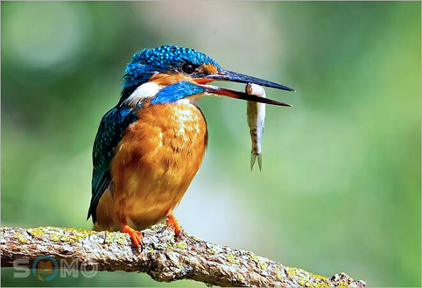 Chim bói cá giống như cái tên của mình, chính là một tay săn mồi cực đỉnh cao. Nhờ có cái mỏ lớn, chắc khỏe mà bói cá có thể ăn được nhiều thực phẩm ngoài cá như ếch, côn trùng, cua, chuột, thằn lằn, hay thậm chí cả những loài chim khác.