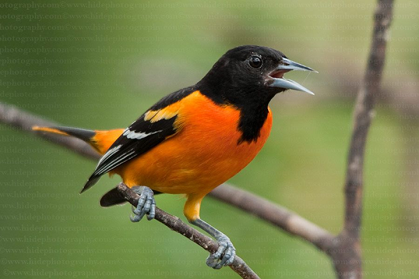 Chim Icterus galbula có kích thước nhỏ nhắn kết hợp với bộ lông màu đen xen lẫn sắc vàng tươi đẹp đẽ. Thậm chí, Icterus galbula còn là cảm hứng cho biểu tượng của đội bóng chày chuyên nghiệp người Mỹ có tên “Baltimore Orioles”.