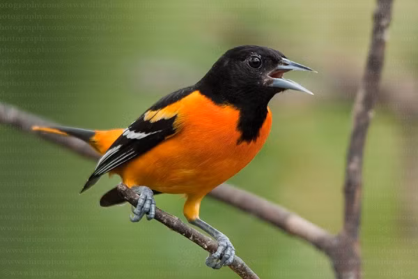 Chim Icterus galbula có kích thước nhỏ nhắn kết hợp với bộ lông màu đen xen lẫn sắc vàng tươi đẹp đẽ. Thậm chí, Icterus galbula còn là cảm hứng cho biểu tượng của đội bóng chày chuyên nghiệp người Mỹ có tên “Baltimore Orioles”.