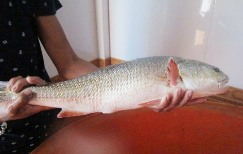 Cá Anh Vũ sinh sống chủ yếu tại các khu vực nước trong sâu, chảy xiết, đáy có đá và phân bố phổ biến tại khu vực thượng lưu các hệ thống sông như: sông Hồng, sông Kỳ Cùng và sông Lam.