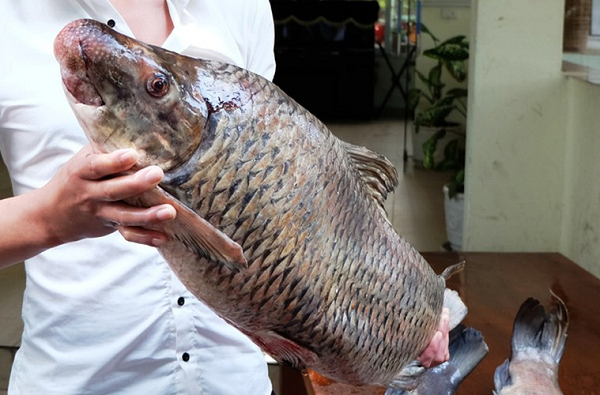 Loài cá này không chỉ thơm ngon mà còn vô cùng bổ dưỡng. Thịt cá Anh Vũ có tác dụng rất tốt trong việc chữa bệnh táo bón, nóng trong người và bồi bổ thận.