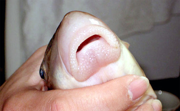 Cá Anh Vũ có tên khoa học là Semilabeo notabilis, được chia thành 3 loài: loài 1 là cá Anh Vũ Phú Thọ (nặng 1kg), loài 2 là cá Anh Vũ Tây Nguyên (nặng 2kg) và loài 3 là cá Anh Vũ đầu vàng (còn gọi là cá Hoàng Anh Vũ, trông như cá La Hán).