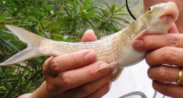 Họ lập thành đội ngày đêm sử dụng các phương tiện tàu thuyền, máy móc hiện đại, lưới cụ dày đặc giăng kín các dòng sông, rồi dùng kích điện để bắt cá. Từ đó, cá to, cá nhỏ đều bị bắt sạch, khiến loài cá Anh Vũ một thời là “báu vật” trời ban trở nên thưa dần và quý hiếm.