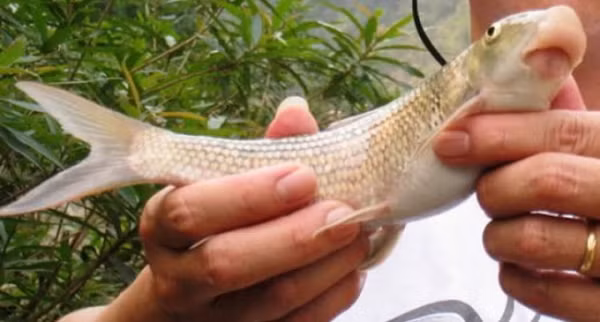 Họ lập thành đội ngày đêm sử dụng các phương tiện tàu thuyền, máy móc hiện đại, lưới cụ dày đặc giăng kín các dòng sông, rồi dùng kích điện để bắt cá. Từ đó, cá to, cá nhỏ đều bị bắt sạch, khiến loài cá Anh Vũ một thời là “báu vật” trời ban trở nên thưa dần và quý hiếm.