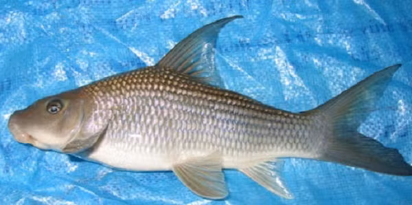 Tương truyền từ 2.000 năm TCN, lmột người dân dâng lên vua Hùng từ đó được ban tên Anh Vũ, phong là “Văn Lang đệ nhất ngư” và ra chiếu dụ yêu cầu nhân dân phải dâng triều đình nếu bắt được loài cá này.