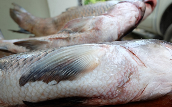 Cá Anh Vũ mỗi khi bắt được phải đem thả vào chậu nước thật sạch và thực hiện thay nước liên tục. Vì chỉ cần bắt lên và thả vào nước không sạch trong vòng 3 tiếng đồng hồ, cá Anh Vũ sẽ chết.