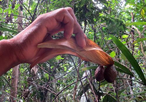 Thành phần của hạt ươi có chứa tinh bột, sterculin, bassorin, chất béo, chất nhầy, chất đắng và tanin. Phần đường trong hạt gồm chủ yếu là galactose, pentose và arabinose.