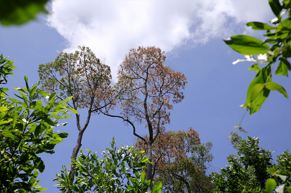 Quả được phơi hoặc sấy khô để bảo quản được lâu, khi ngâm với nước thì hạt nở rất to (gấp 8 - 10 lần) thành một chất như thạch màu nâu nhạt, vị hơi chát và mát.