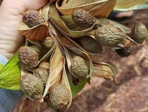 Hạt ươi (hay còn được gọi là hạt đười ươi) là một loại quả được lấy từ cây ươi, tên tiếng Anh của loại cây này là Scaphium macropodum. Cây ươi được trồng nhiều ở những vùng như Biên Hòa, Bà Rịa, Bình Định... ngoài ra còn thấy ở Campuchia, Thái Lan và Malaysia.