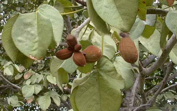 Một trong những công dụng hữu ích nhất của hạt ươi đó chính là lợi tiểu. Sử dụng hạt đười ươi lâu dài, các cơn đau do tiểu rắt, tiểu buốt, đi tiểu nhiều lần sẽ thuyên giảm rõ rệt, ngăn ngừa nguy cơ mắc các bệnh như sỏi thận, sỏi mật...