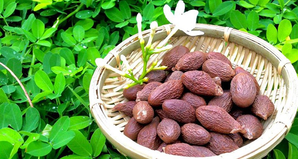 Trong hạt có chứa nhiều thành phần dưỡng chất mang lại nhiều tác dụng tốt cho sức khỏe và chữa bệnh. Hạt ươi có tính hàn, vị ngọt, mang lại tác dụng giải độc, thanh nhiệt, làm mát gan, loại bỏ độc tố gây hại cho cơ thể ra ngoài rất hiệu quả.