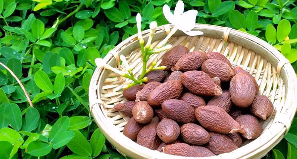 Trong hạt có chứa nhiều thành phần dưỡng chất mang lại nhiều tác dụng tốt cho sức khỏe và chữa bệnh. Hạt ươi có tính hàn, vị ngọt, mang lại tác dụng giải độc, thanh nhiệt, làm mát gan, loại bỏ độc tố gây hại cho cơ thể ra ngoài rất hiệu quả.