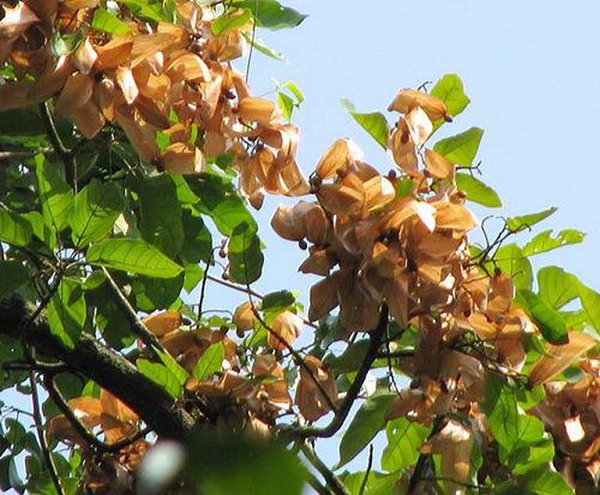 Cây ươi là một loại cây thân gỗ, 4 năm lại cho trái chín 1 lần, quả ươi chín bên ngoài có màu nâu vàng, vỏ quả mỏng. Người ta thường thu hoạch hạt trong khoảng thời gian từ tháng 4 đến hết tháng 5.