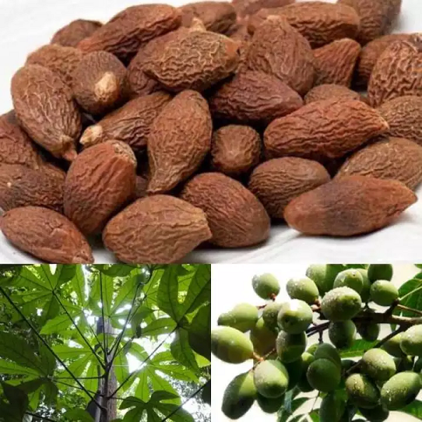 Hàng trăm người dân địa phương ở nhiều huyện vùng cao đang đổ xô vào các cánh rừng để khai thác ươi. Giá thu mua ươi bình quân khoảng 190 nghìn đến 220 nghìn đồng mỗi ký, mang lại thu nhập tốt cho người dân.