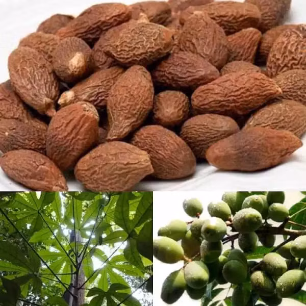 Hàng trăm người dân địa phương ở nhiều huyện vùng cao đang đổ xô vào các cánh rừng để khai thác ươi. Giá thu mua ươi bình quân khoảng 190 nghìn đến 220 nghìn đồng mỗi ký, mang lại thu nhập tốt cho người dân.