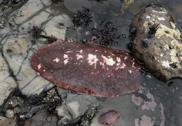 Nghiên cứu này đã giúp các nhà khoa học làm rõ lý do vì sao răng của chiton không bị mài mòn với nhu cầu ăn uống toàn thức ăn cứng như vậy.