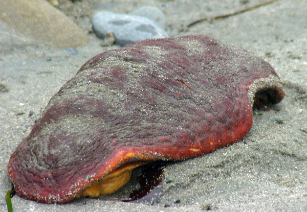 Được biết, răng của chiton là một trong những vật liệu cứng nhất trong tự nhiên và được gắn vào một bộ phận linh hoạt giống như lưỡi, gọi là radula.