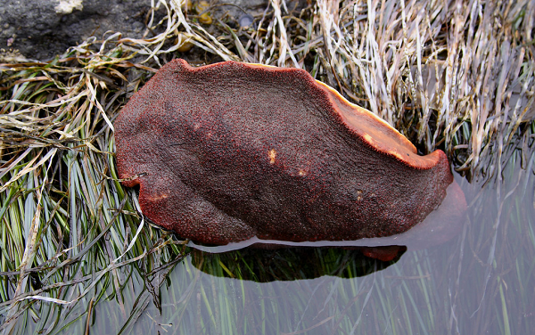 Loài nhuyễn thể này sống dọc theo bờ biển đầy đá và có chiều dài từ 25-33cm, nặng 2kg.