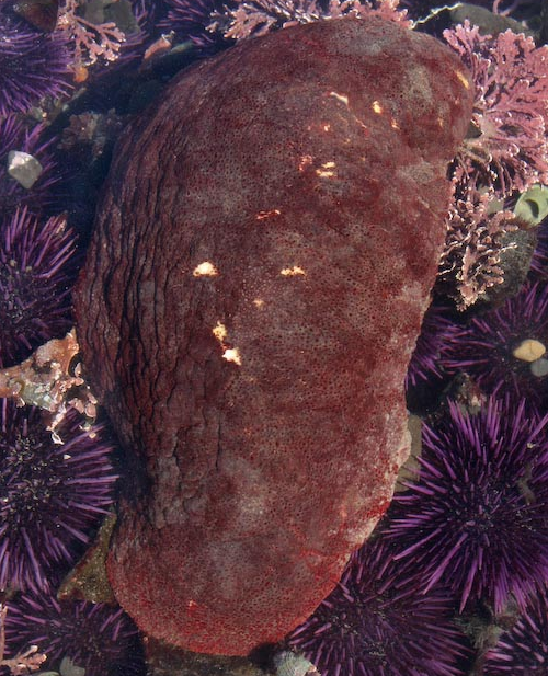 Không giống như hầu hết các loài động vật thân mềm, chiton không có vỏ bằng vôi (ví dụ như ốc sên). Thay vào đó, lưng của nó được bảo vệ bởi lớp biểu bì thịt vô cùng cứng cáp.