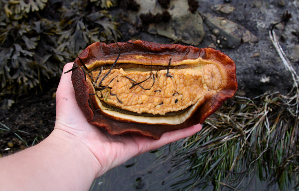 Các nhà nghiên cứu đã vô cùng bất ngờ khi tìm thấy santabarbaraite trong răng chiton bởi trước đây khoáng chất sắt hiếm gặp này chỉ tồn tại ở đá.