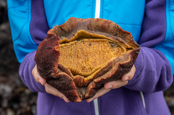 Chiton là động vật thân mềm lớn có tên khoa học Cryptochiton stelleri. Biệt danh của chúng là "khối thịt lang thang", xuất phát từ cơ thể trông giống miếng thịt với màu nâu đỏ.