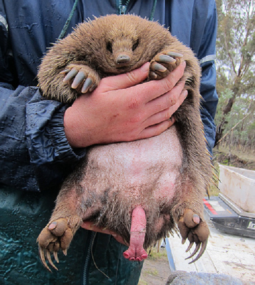 Chỉ có hai trong số đó được sử dụng trong mỗi lần cương cứng, và loài thú lông nhím này có thể thay thế giữa hai đầu mà chúng sử dụng để thụ tinh.