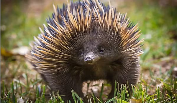 Khi đã định vị và mở được lối vào để tiếp cận con mồi, thú lông nhím sẽ dùng đến vũ khí cuối cùng là chiếc lưỡi siêu dính để bắt gọn “bữa ăn” của mình.