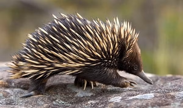 Khi không sử dụng, bộ phận sinh dục của chúng được rút vào bên trong cơ thể và nhô ra qua lỗ bao khi cương cứng. Tinh hoàn của thú lông nhím cũng bất thường vì không có bìu, vẫn luôn ở bên trong cơ thể.