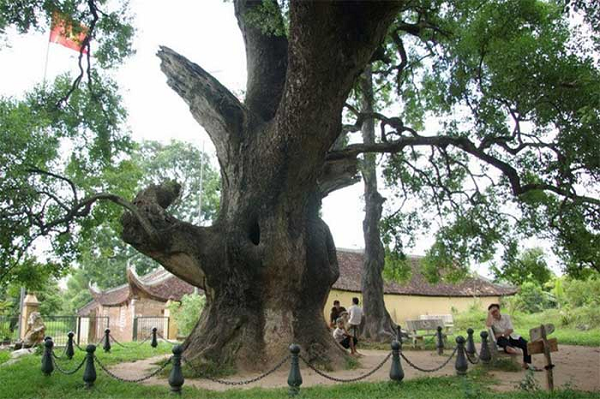 Không ai biết cây dã hương có từ bao giờ. Trong ngọc phả của thôn này cũng đã có ghi lại câu chuyện về vị vua Lê Cảnh Hưng (1740-1786) đã sắc phong cho cây dã hương này là “Quốc chúa đô mộc Dã Đại vương” tức là cây dã hương lớn nhất nước khi ngài có dịp đi qua làng bởi vẻ đẹp và sự to lớn của cây.