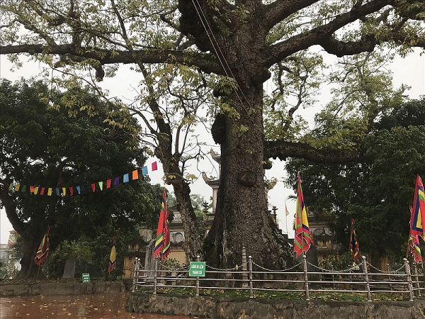 Cây Gạo 736 năm tuổi do chính Quỳnh Trân Công Chúa trồng ở đền Mõ ở thôn Nghi Dương, xã Ngũ Phúc, huyện Kiến Thụy, thành phố Hải Phòng. Cây được VACNE công nhận là cây di sản Việt Nam đúng vào Lễ hội đền Mõ ngày 16/3/2011.