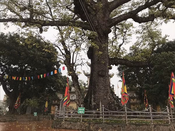 Cây Gạo 736 năm tuổi do chính Quỳnh Trân Công Chúa trồng ở đền Mõ ở thôn Nghi Dương, xã Ngũ Phúc, huyện Kiến Thụy, thành phố Hải Phòng. Cây được VACNE công nhận là cây di sản Việt Nam đúng vào Lễ hội đền Mõ ngày 16/3/2011.