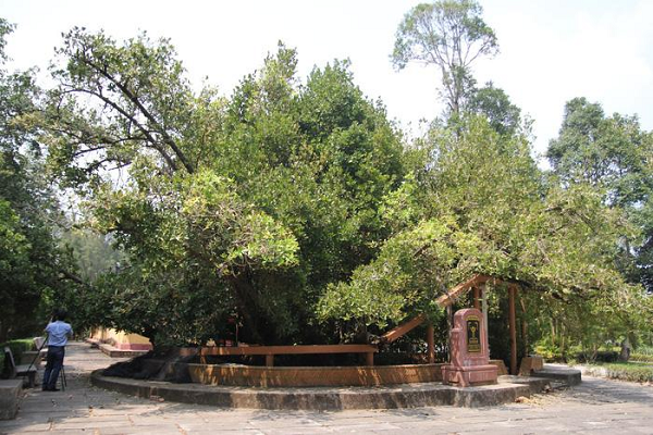 Cây bạch mai hơn 300 năm tuổi ở sân đình Phú Tự, xã Phú Hưng, Thành phố Bến Tre, tỉnh Bến Tre còn được mệnh danh là “Thần mai”,“Danh mộc Bạch mai”. Tương truyền, từ thời vua Minh Mạng, khi dân địa phương chọn đất xây dựng đình Phú Tự đã thấy cây bạch mai mọc xanh tốt.