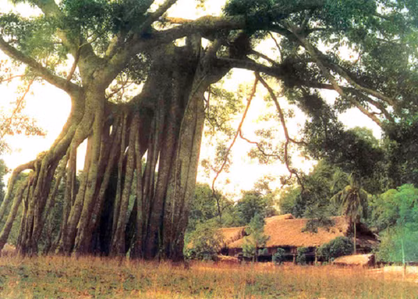 Cây đa Tân Trào khoảng 300 năm tuổi tại khu di tích lịch sử Tân Trào, thuộc huyện Sơn Dương, tỉnh Tuyên Quang. Cây được xem là chứng nhân lịch sử nhiều sự kiện trọng đại của đất nước.